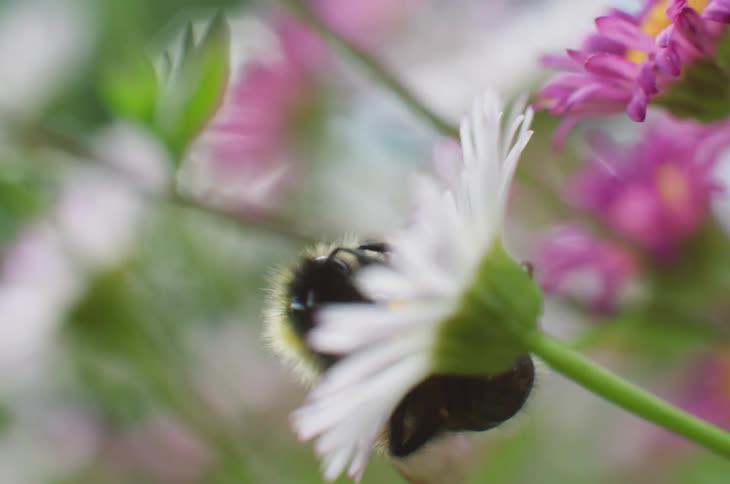 A bumblebee tries to climb up on a white flower surrounded by pink flowers