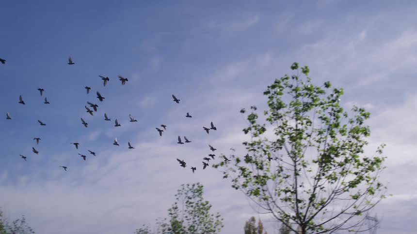Set of black birds flying