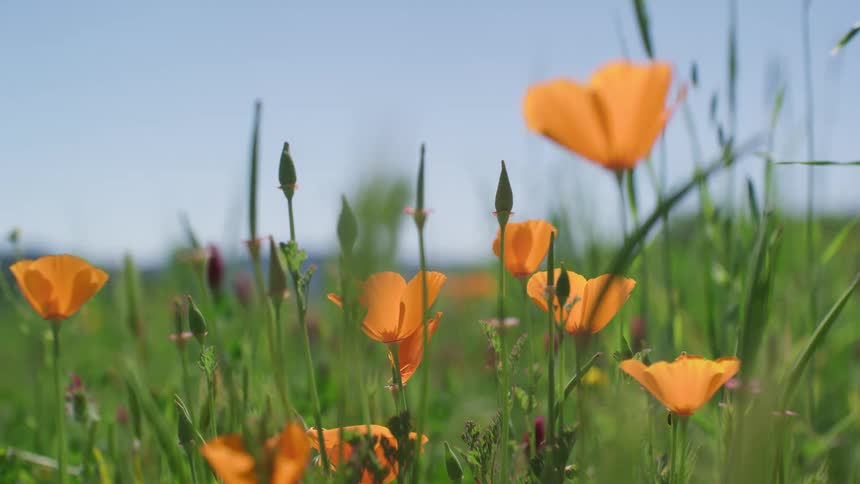 Field with orange flowers against a clear blue sky