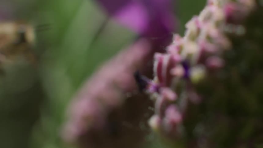 Bee coming out of a flower