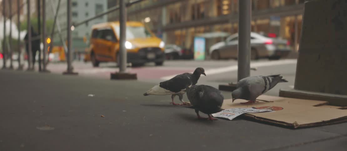 Pigeons eating on the sidewalk of a metropolis