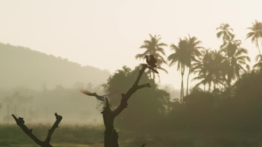 Birds flying from a log in a tropical environment