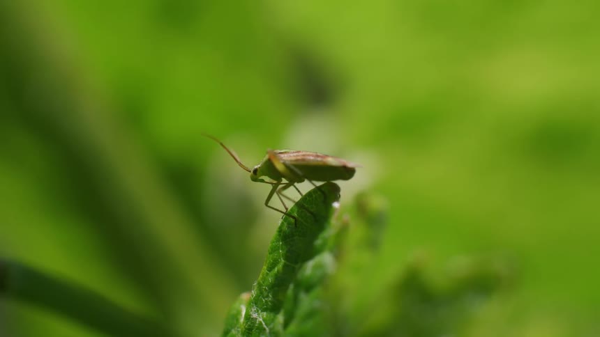 Insect on a camouflaged green leaf