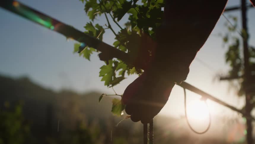 An agricultural worker pulls a stem off of a plant at dusk