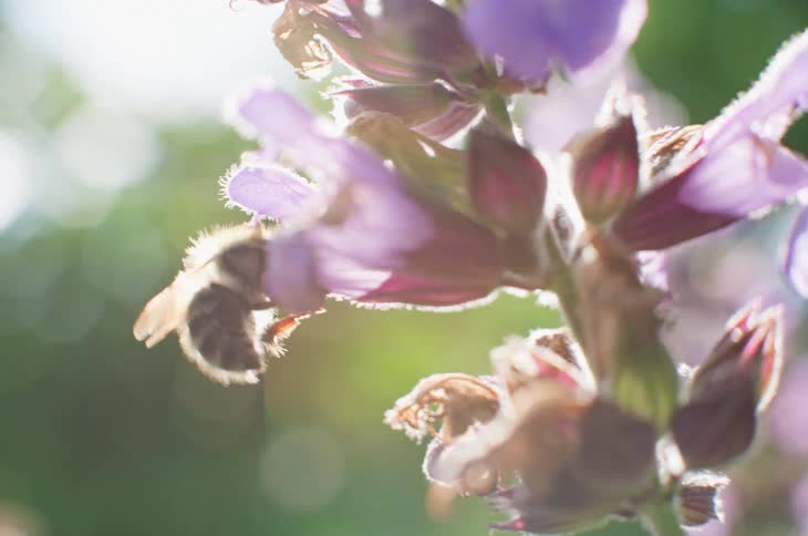 A bee crawls around a flower trying to feed on pollen