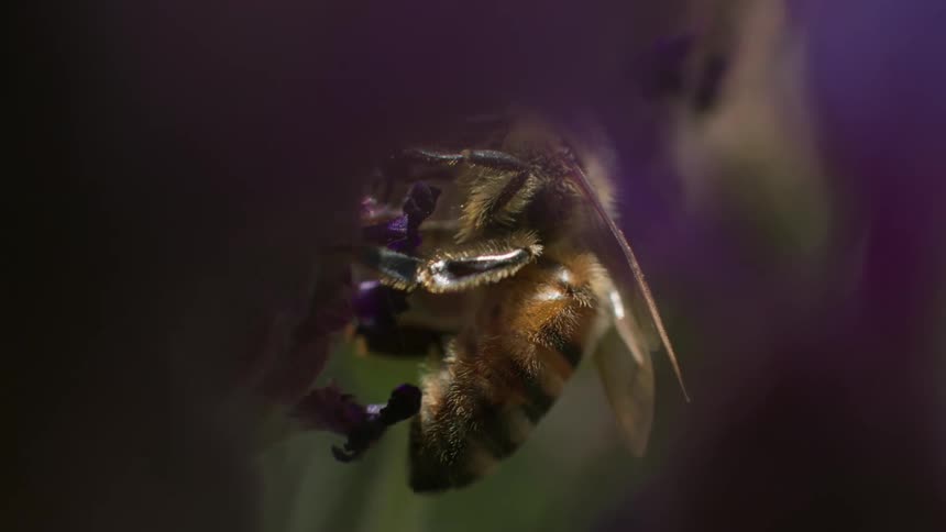 A bee is crawling on the flower