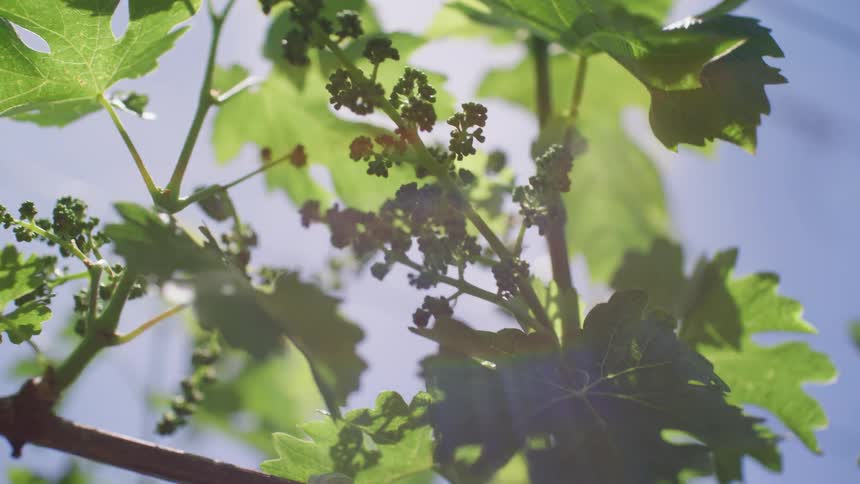 The plant has green leaves