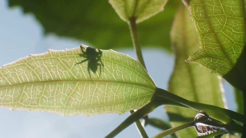 Sun shines down onto a spider crawling on the leaf of a plant