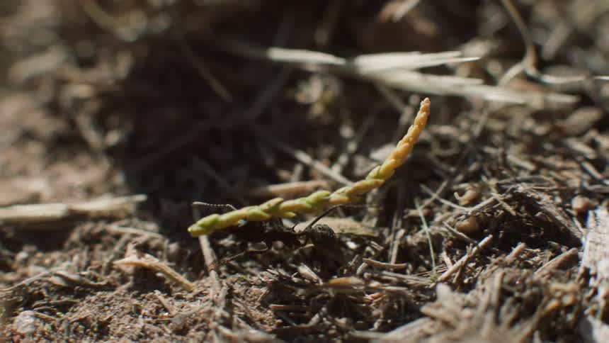 Closeup of an ant carrying a plant stem across the ground