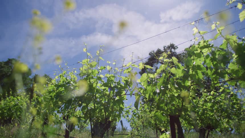 Plants grow into wires on a farm