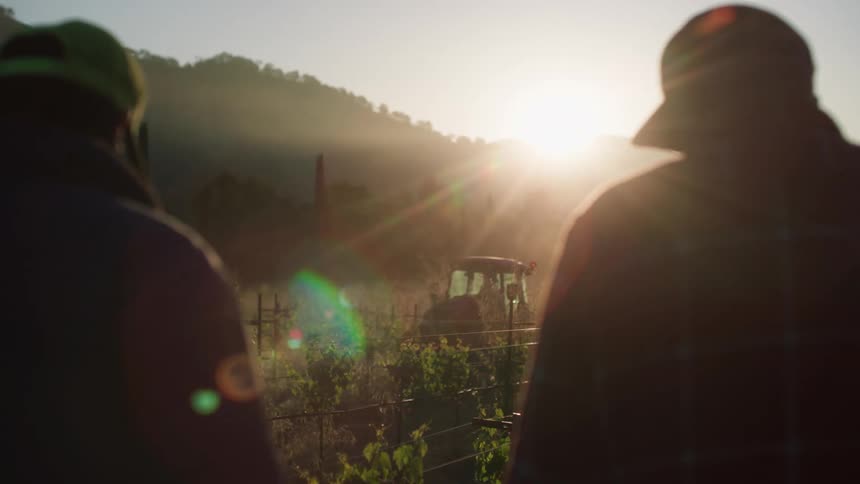 Back view of two men walking in a vineyard with a sunrise on the horizon