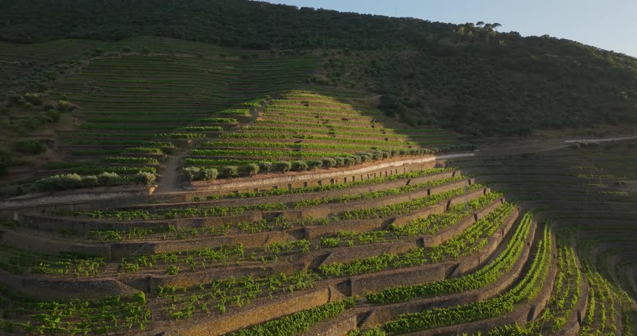 Tiered layers of crops stretch to the top of a mountain
