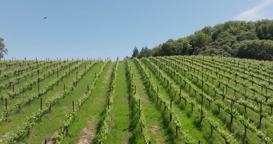 Aerial view of an agricultural grape field