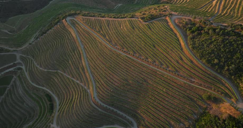 Aerial view of vine fields