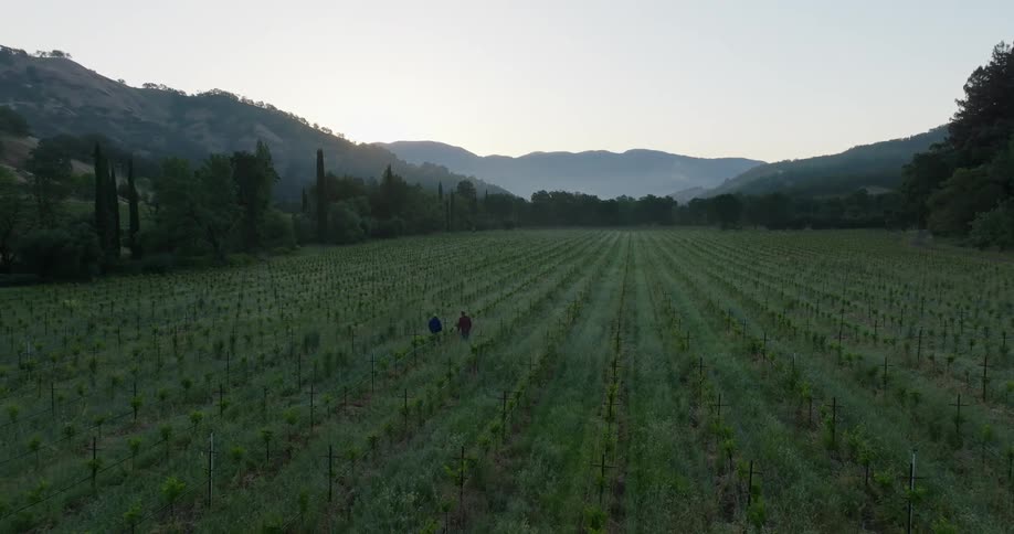 Two people walk through a large flat field of crops in rows that are fenced in