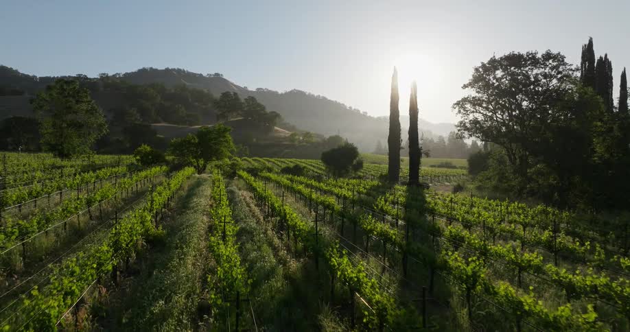 A vineyard with rows of grapevines and tall trees on the right in the warm light of the early morning sun