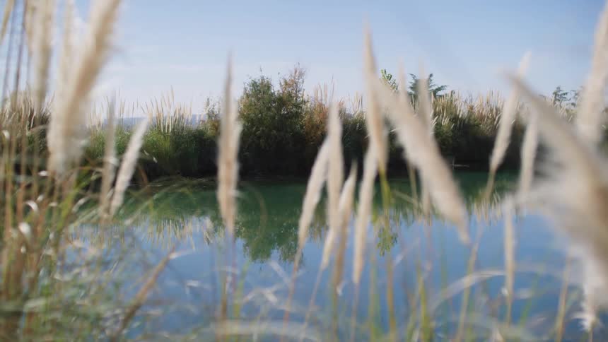 View of a calm lake with vegetation around