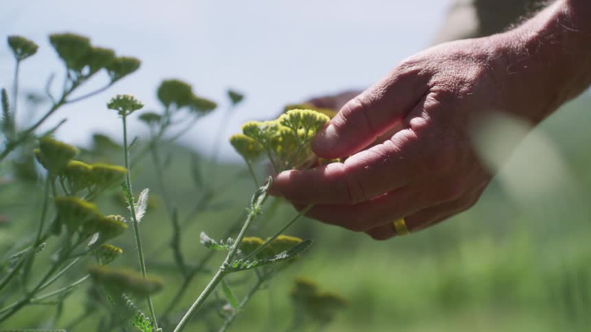Hand of an elderly person touching a flower in a field