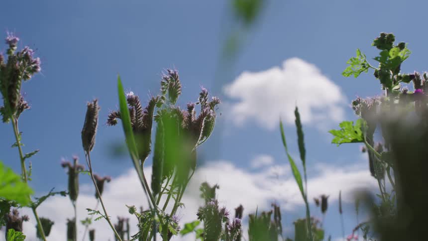 A bee flies over the flowers