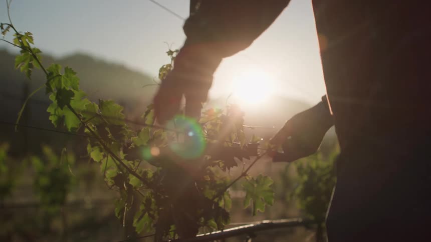 The silhouette of a person arranging a plant that is tied to a wire