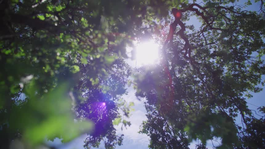 The sun shines brightly through the foliage of a tree