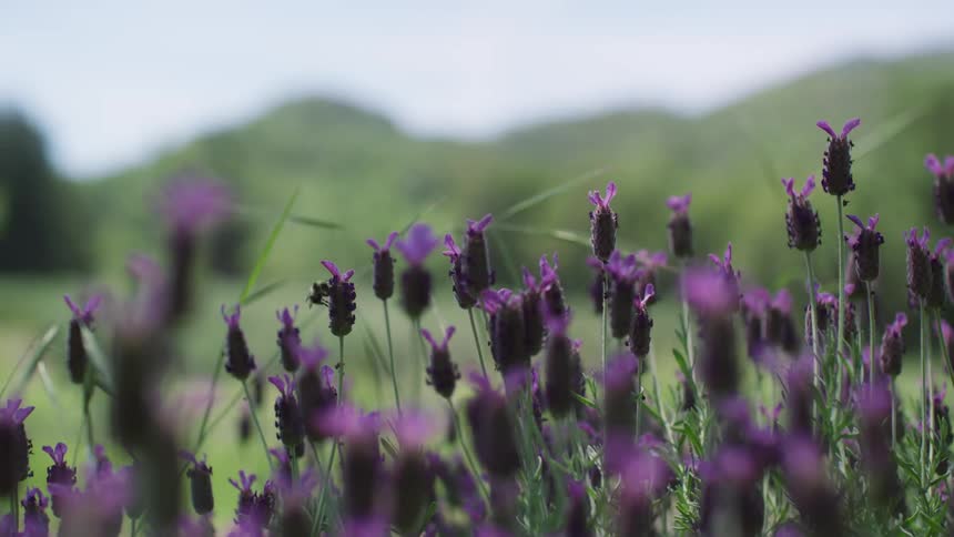 Purple flowers and a field