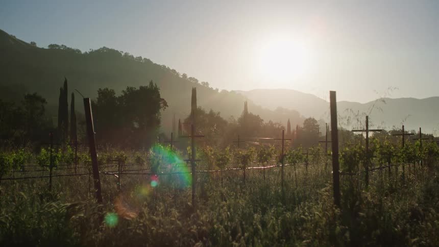 Several vegetable plants in a farm in the morning and there are several wooden stakes to hold the plants