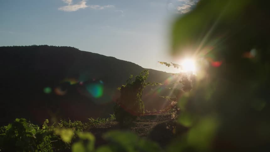 Sun filtering through mountains and green plant leaves