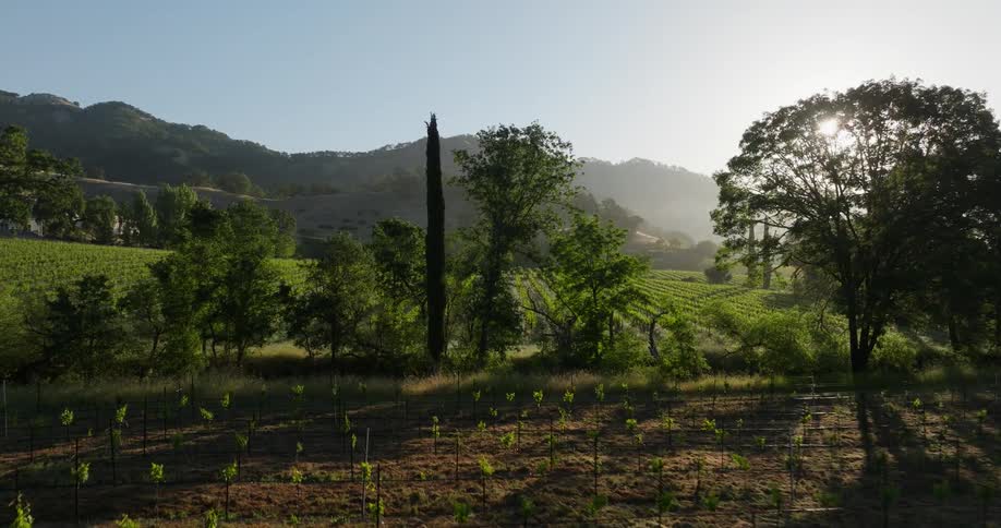 Rows of grapevines stretch across a vineyard with rolling hills in the background