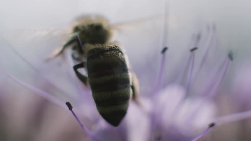Bee on a purple flower