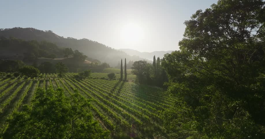 Aerial view of vine fields surrounded by trees