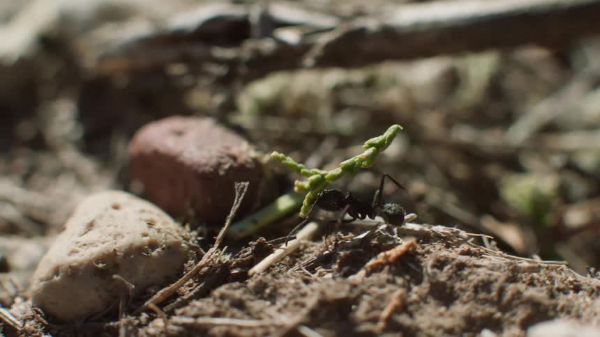 The ant is carrying a piece of grass