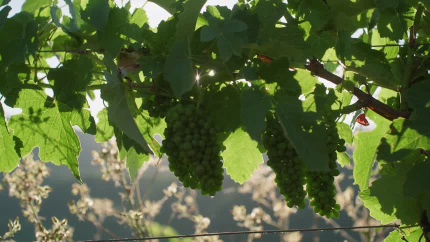 Bunches of green grapes grow on a branch surrounded by leaves