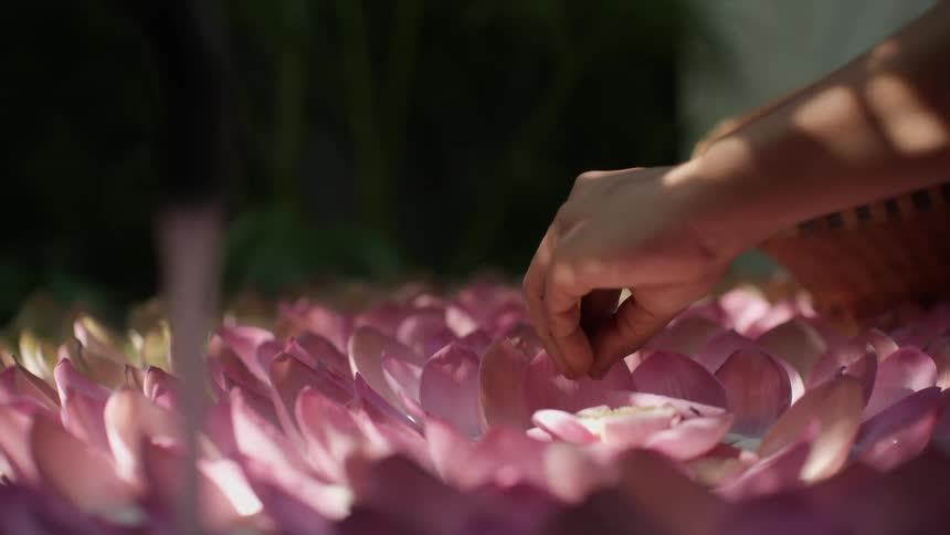 Closeup of hands arranging vibrant purple flower petals
