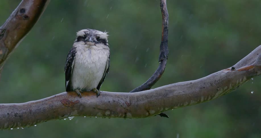 Kookaburra on a tree trunk on a rainy day