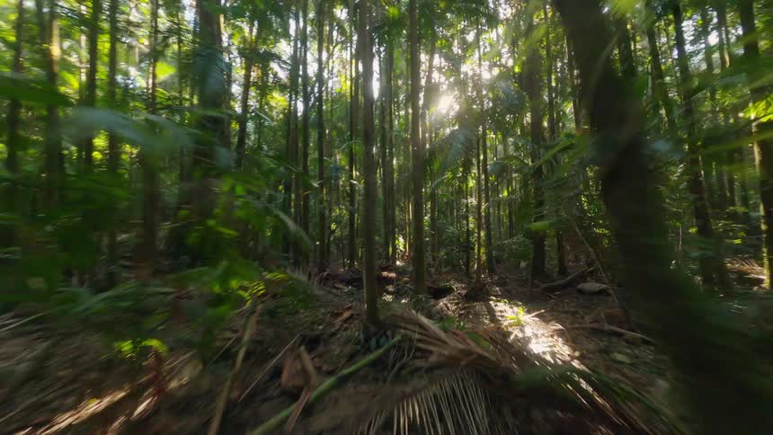A dense sundappled rainforest with tall trees and lush undergrowth