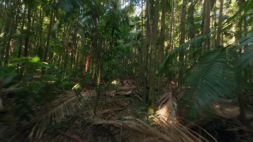 A forest with many thintrunked trees on a ground with dry leaves and on a clear day