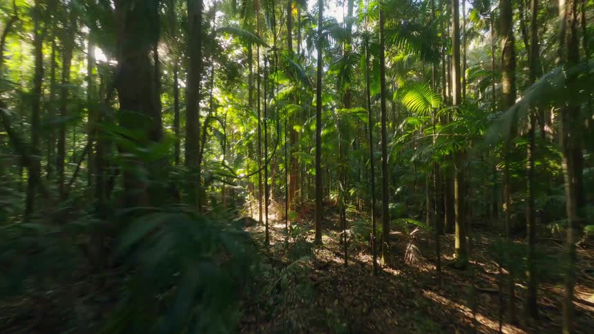 Several thin trees in a forest with green leaves and some vegetation