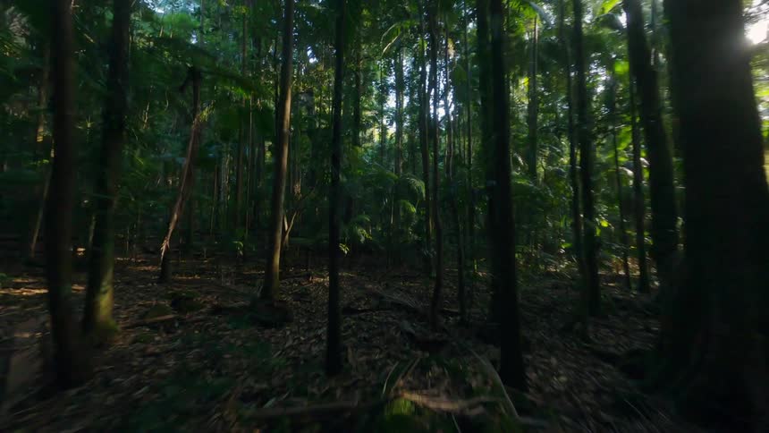 Trees stand in a forest as the sun shines brightly above