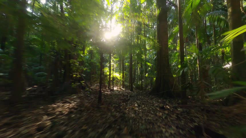 A dense forest with tall trees lush green foliage and a bed of fallen leaves covering the ground