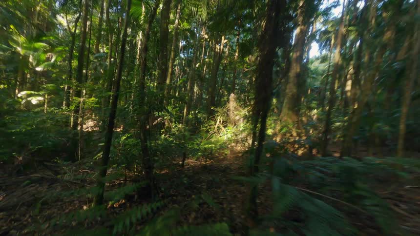 The tall trees give shade to the forest fpv flight through