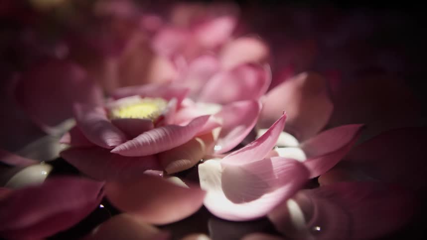 Flowers in shades of pink and white illuminated by the sun