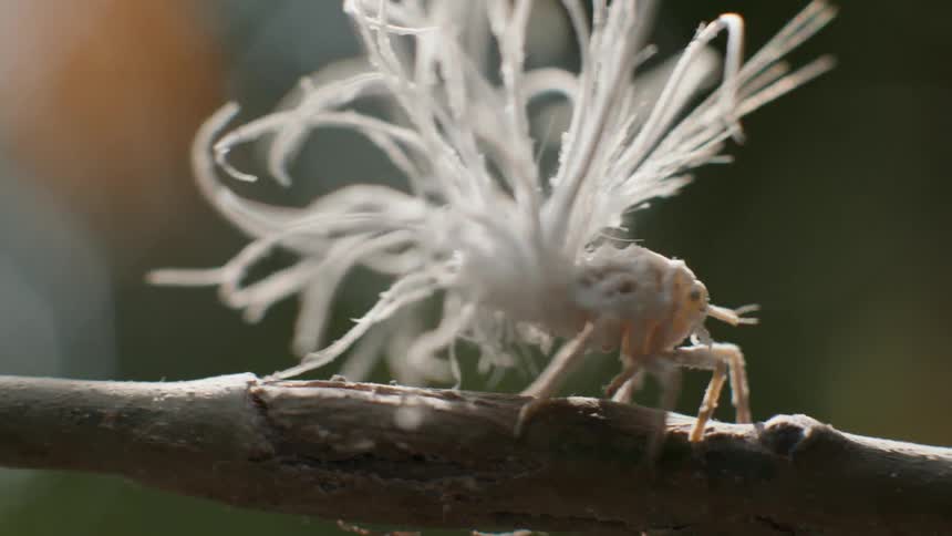 A footage of a white spider walking on a tree branch