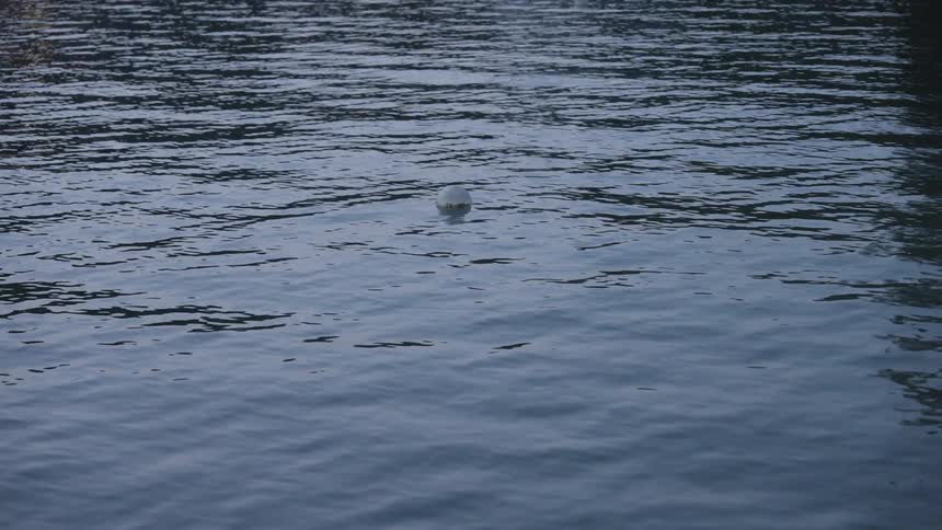 A white ball floats in a body of water