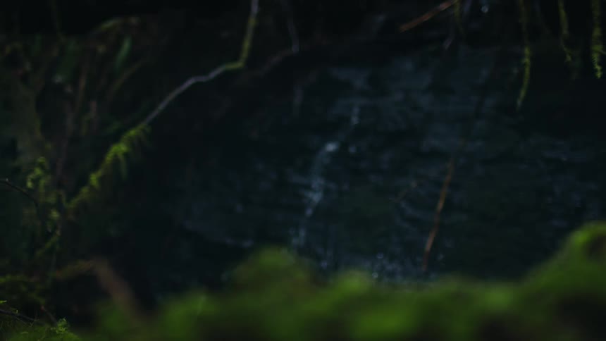 A close up shot of water cascading down a moss covered dark rock face