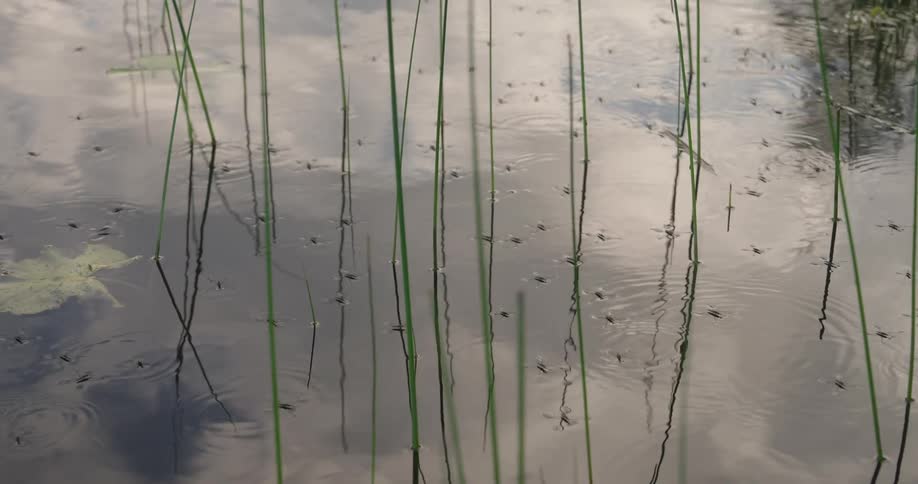 The pond is full of swimming tadpoles