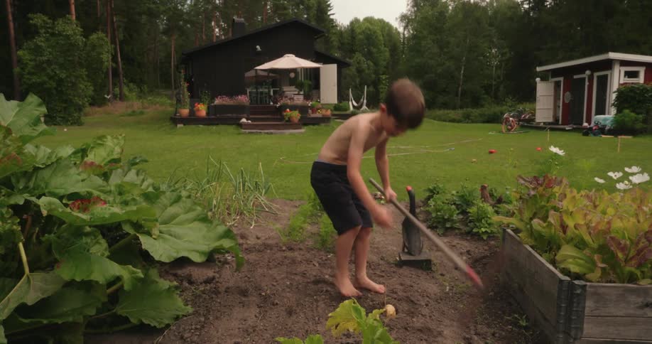 A young boy digs up potatoes in a vegetable garden on a summer day
