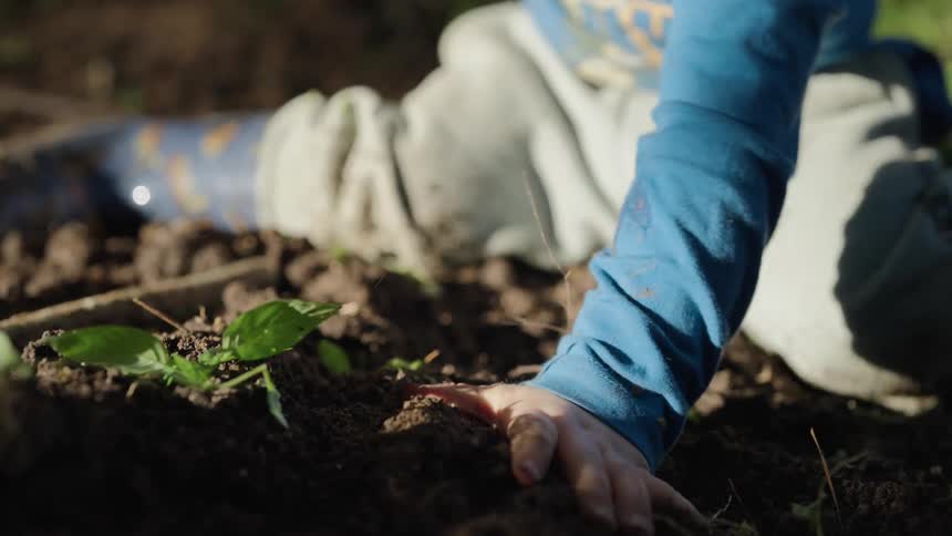 A young boy stamping a plant root into the ground with his hand