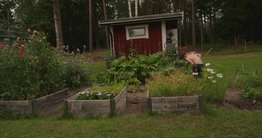 A young boy tends to a garden with raised beds in front of a red wooden shed
