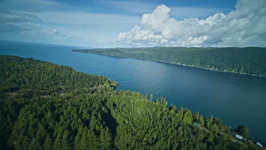 Aerial view of a dense forest by the sea
